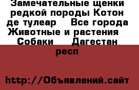 Замечательные щенки редкой породы Котон де тулеар  - Все города Животные и растения » Собаки   . Дагестан респ.